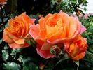 Bonfire rose photo