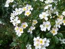 White Fleurette ® rose photo