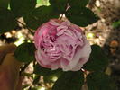 Antonie Schürz rose photo