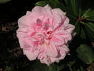 Caecilie Scharsach rose photo