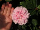 Caecilie Scharsach rose photo