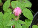 Bicolore incomparable rose photo