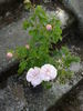 Madame Constans rose photo