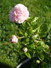 Madame Constans rose photo