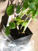 Madame Constans rose photo