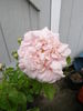 Madame Constans rose photo
