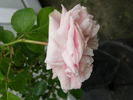 Madame Constans rose photo