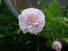 Madame Constans rose photo
