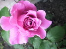 Deutsche Welle ® rose photo