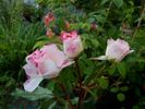 Abigaile ® rose photo