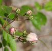 White Mountains rose photo