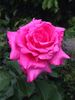 Hoh-Jun rose photo
