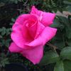 Hoh-Jun rose photo
