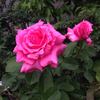 Hoh-Jun rose photo