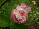 Fortune's Five Color rose photo