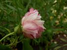 Fortune's Five Color rose photo
