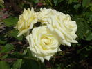 Simply Heaven rose photo