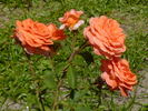 Cimarosa rose photo