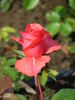 Orange Ace rose photo