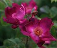 Carabea rose photo