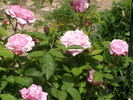 Duchesse de Bragance rose photo