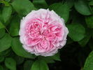 Duchesse de Bragance rose photo