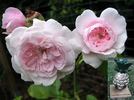 Emilie von Süsskind rose photo