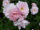 Eilike rose photo