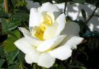 Helga rose photo