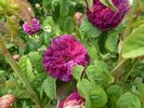 Gloire des Jardins rose photo