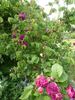 Gloire des Jardins rose photo
