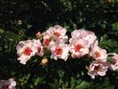Eridu Babylon rose photo