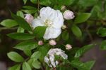 White Mountains rose photo