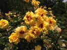 Strabo Babylon rose photo