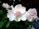 Plume d'Ange rose photo