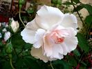 Plume d'Ange rose photo