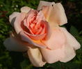 Belle Cuivrée rose photo