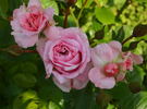 Bon Chance rose photo
