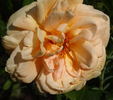 Ceres rose photo
