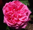Comtesse Henriette Combes rose photo