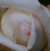 Ibiza rose photo