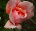Madame Henri Queuille rose photo