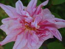 Madame Albert Bernardin rose photo