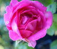Madame Charles Baltet rose photo