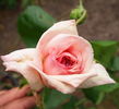 Mrs. E. Claxton rose photo
