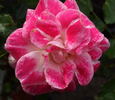 Regensberg rose photo
