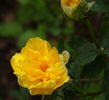 Star of Persia rose photo