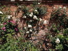 Pax rose photo