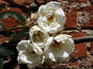 Pax rose photo