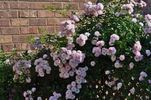Maid of Kent rose photo